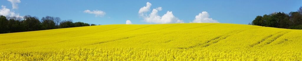 黄緑色の花が咲き誇る丘