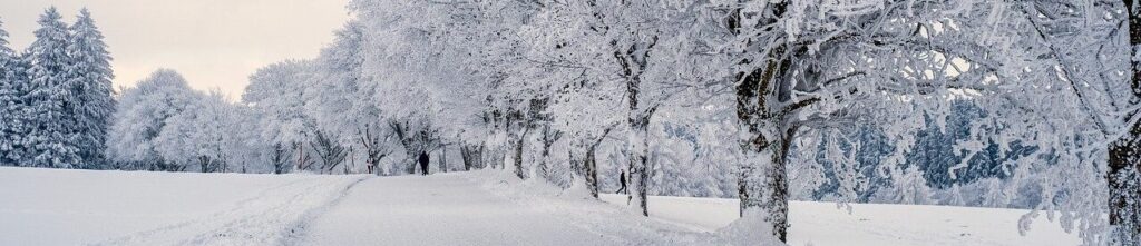 雪が積もった木立