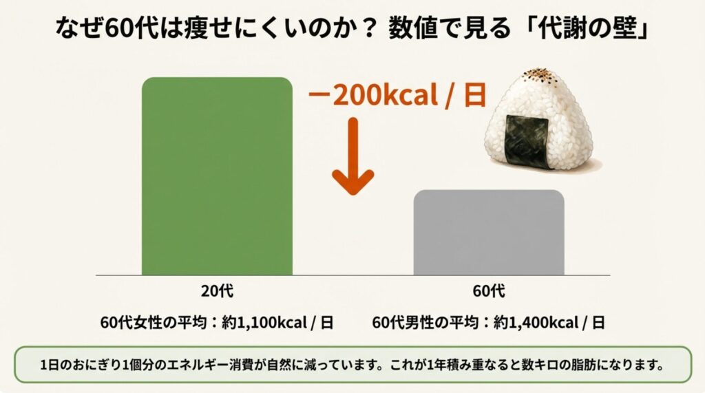 20代と60代の基礎代謝量の比較グラフと数値